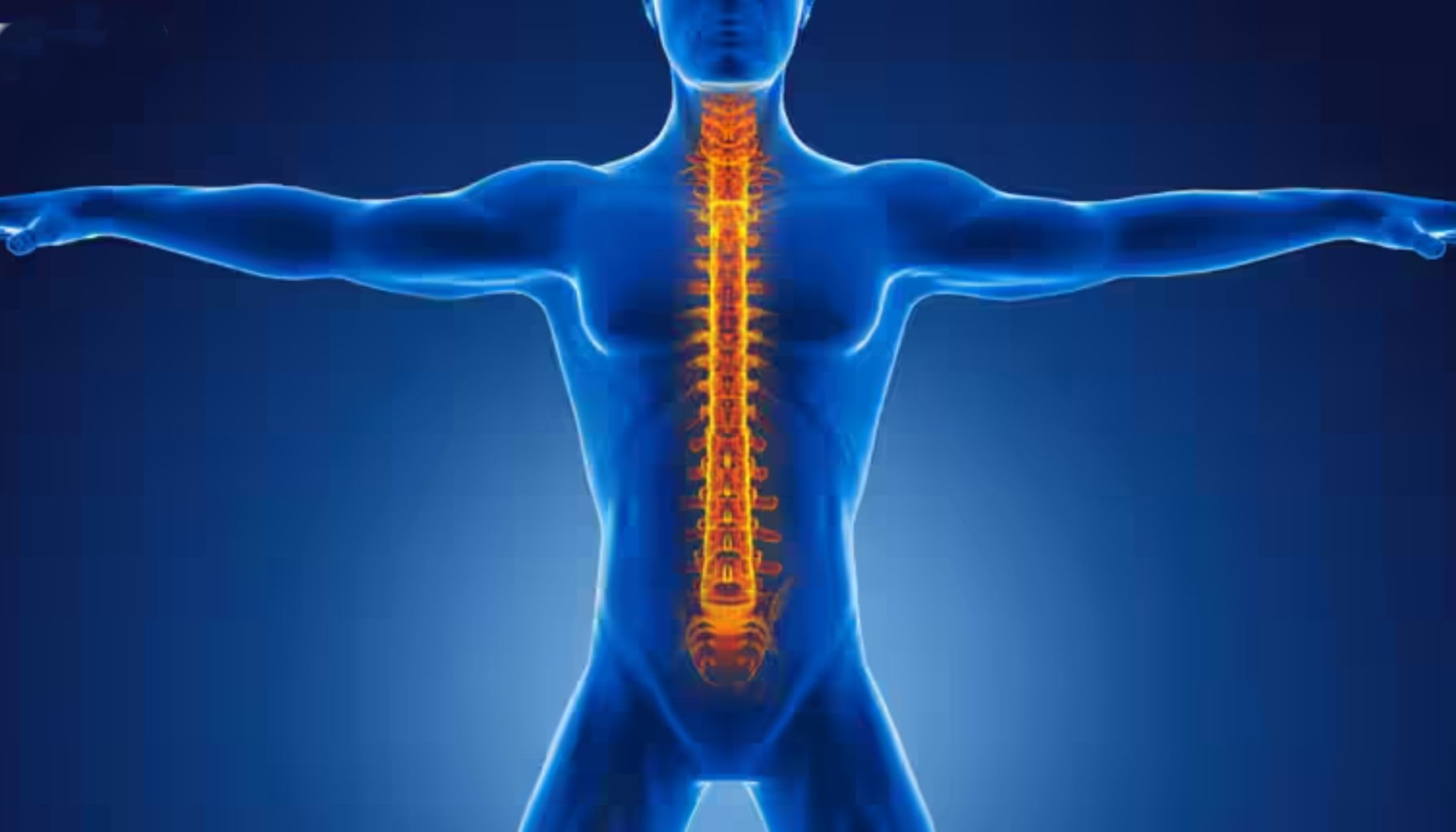 Illustrasjon av menneskekropp med fokus på ryggraden, markert i oransje for å vise ryggsøylens anatomi. likevel tar finnes kalles gang logo annet hjelp legger rundt 2024